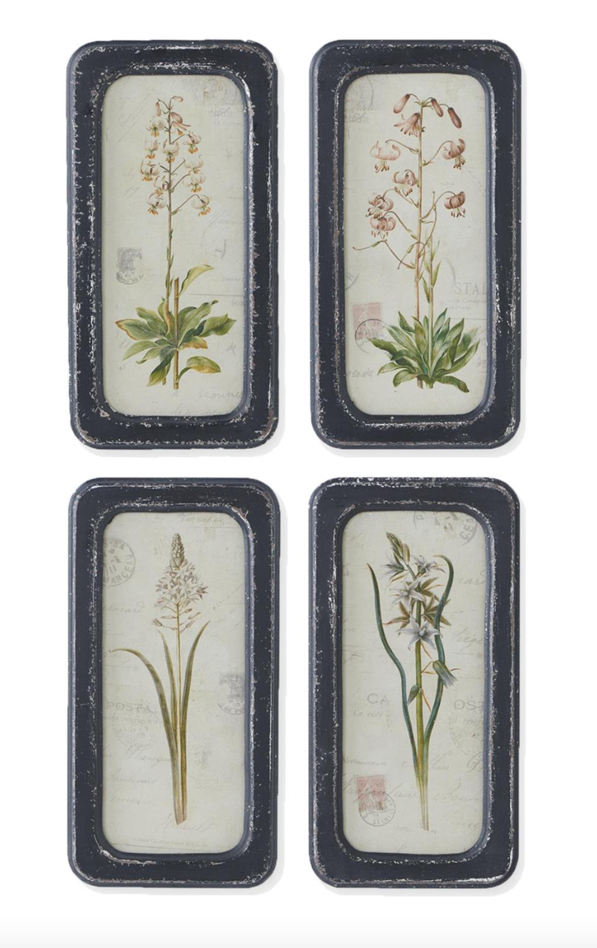 Assorted 14 Inch Black Framed Botanical Prints (4 Styles)