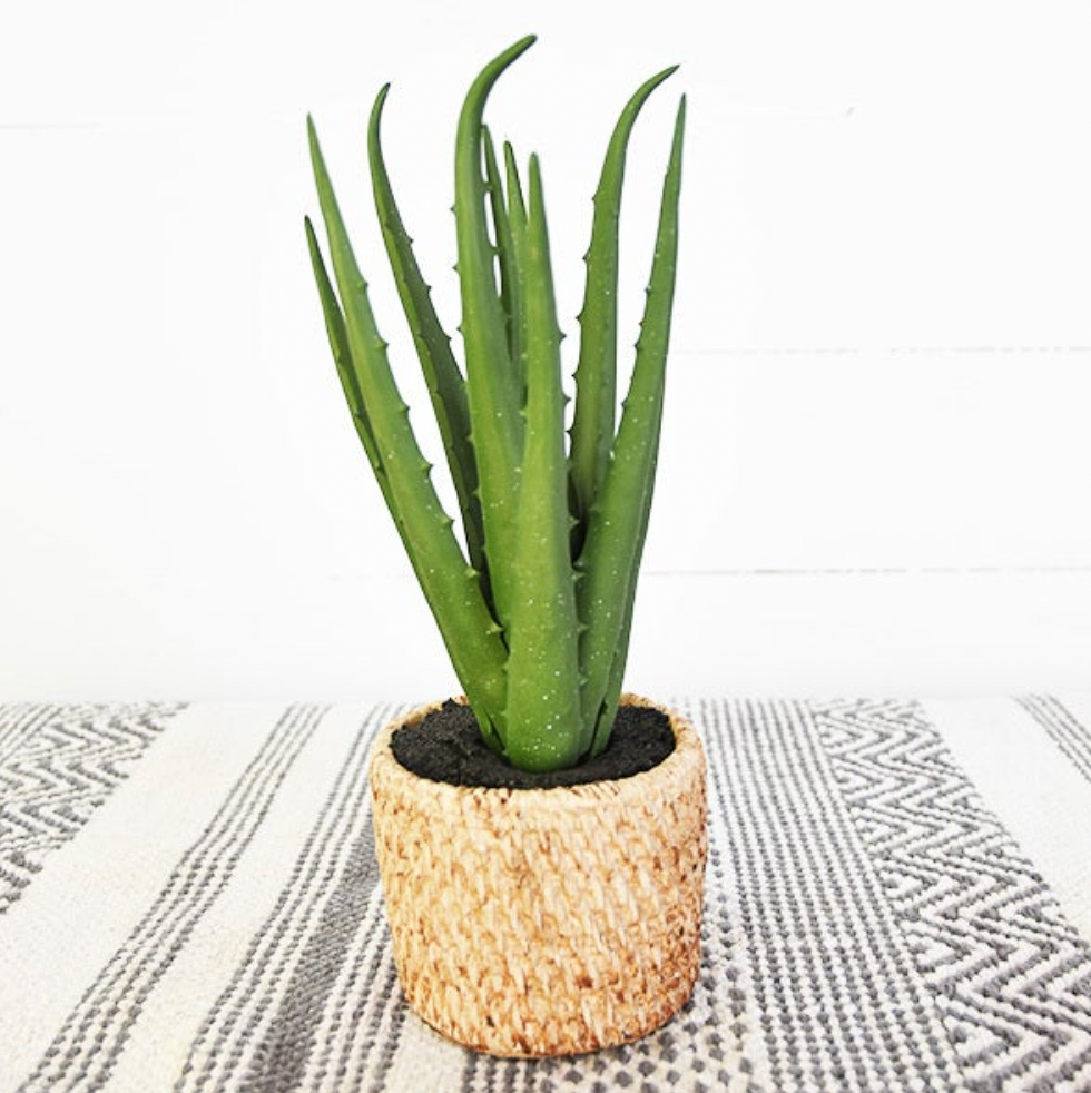 Aloe in Weave Pot