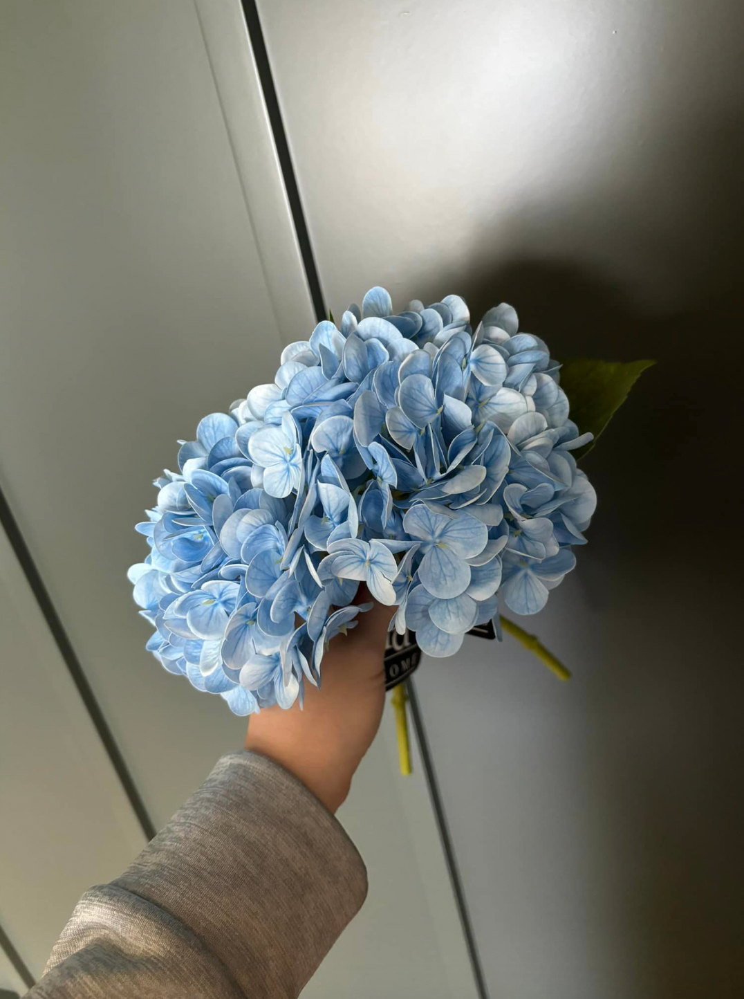 BLUE HYDRANGEA STEM