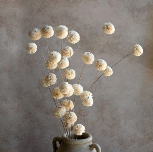 34" DRIED WHITE KADAM FLOWER (10 STEMS)