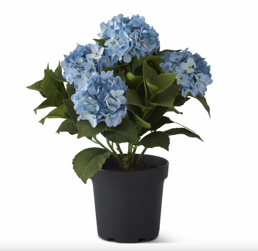 18.75 Inch 5 Bloom Blue Potted Hydrangea w/Faux Dirt