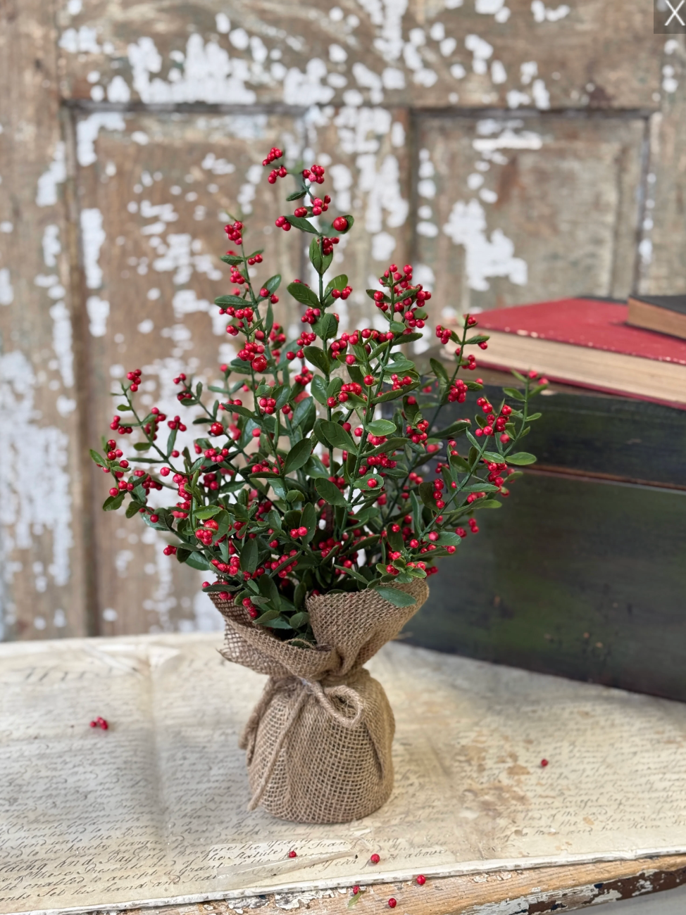 17" Sutherland Berry Tree